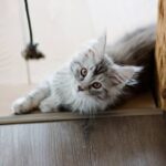 Nieuwe pup of kitten thuis? Dit heb je nodig