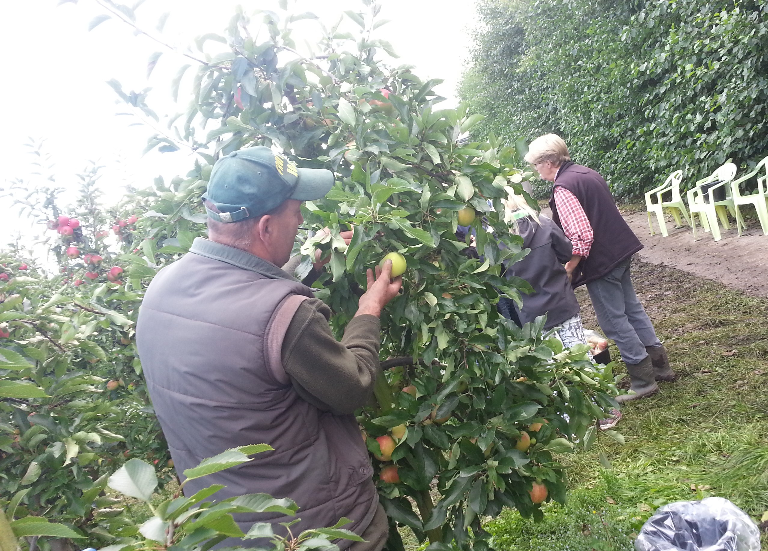  landelijke fruitplukdagen 