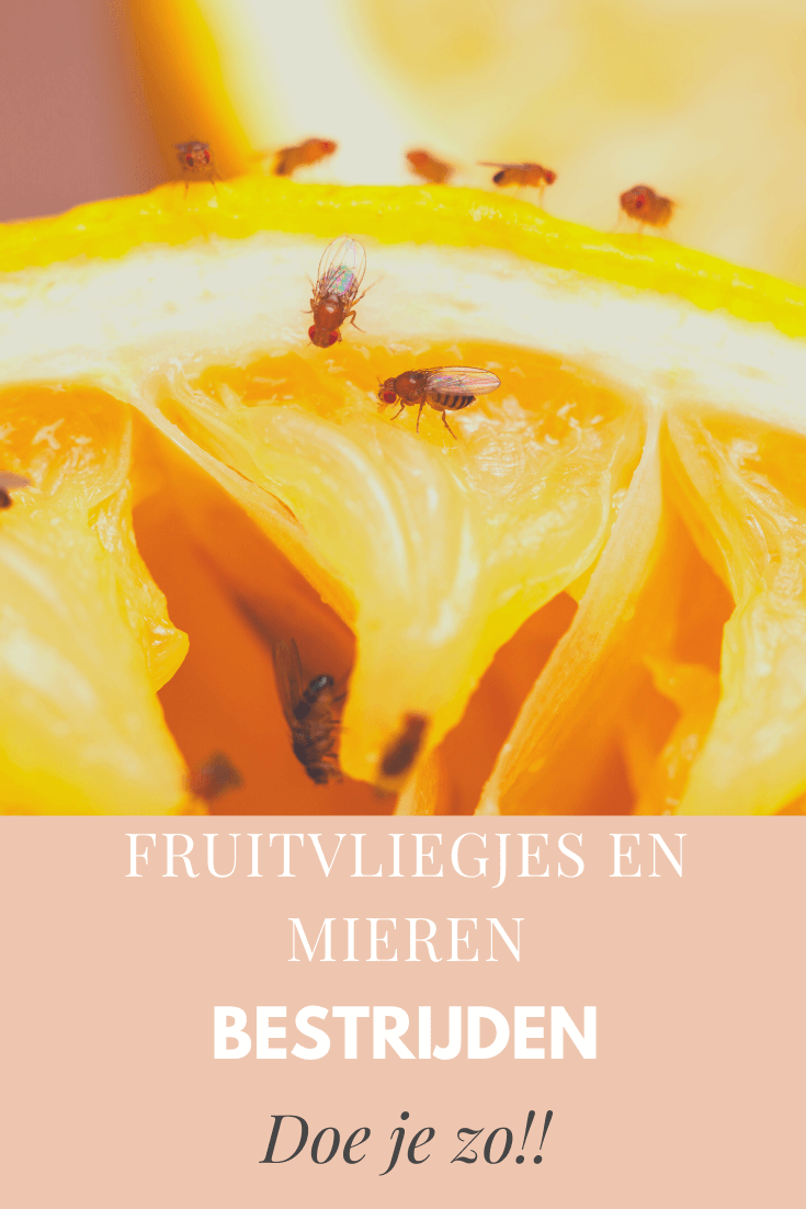 fruitvliegjes bestrijden