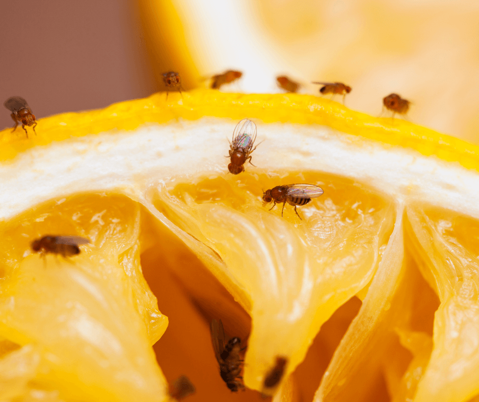 fruitvliegjes bestrijden