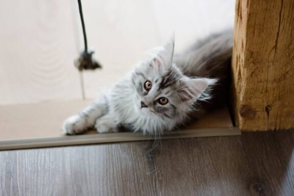 Nieuwe pup of kitten thuis? Dit heb je nodig
