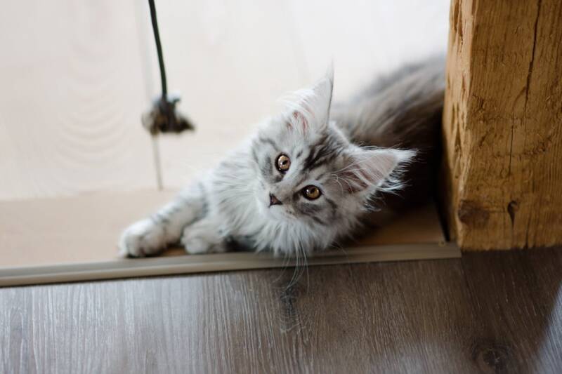 Nieuwe pup of kitten thuis? Dit heb je nodig
